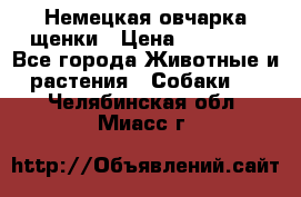 Немецкая овчарка щенки › Цена ­ 20 000 - Все города Животные и растения » Собаки   . Челябинская обл.,Миасс г.